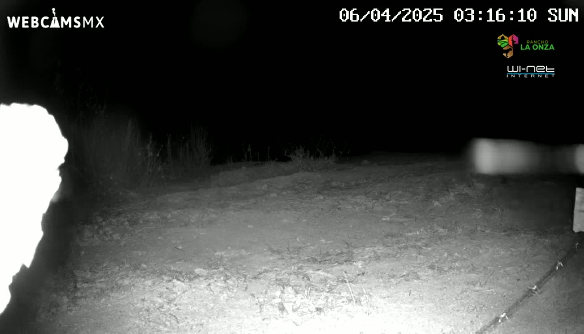A nighttime, grainy, black and white image shows a dirt area with sparse vegetation under a dark sky.