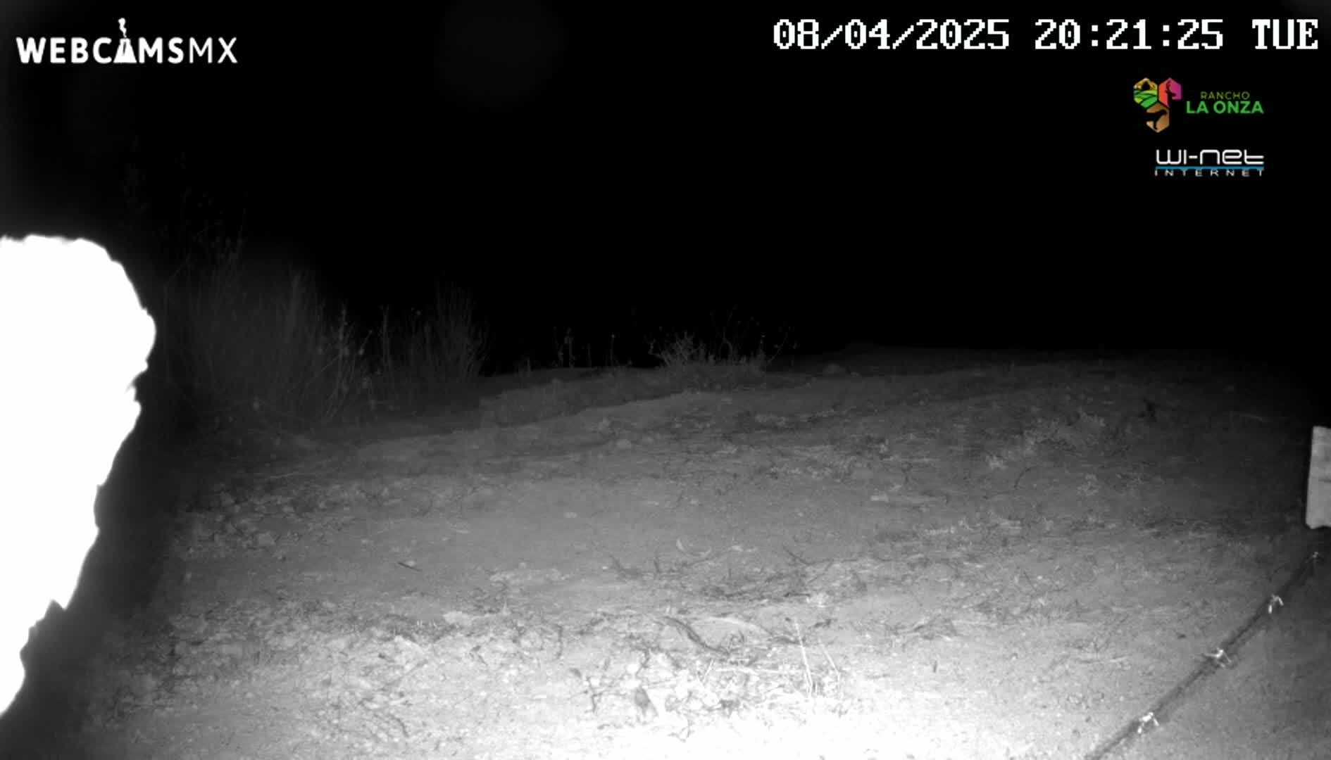 A nighttime, grainy, black-and-white image shows a dirt area with sparse vegetation, possibly a road or path, under dark conditions.