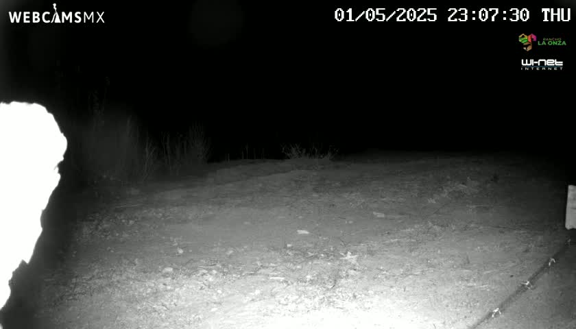 A nighttime, grainy, black-and-white image shows a dirt area with sparse vegetation under a dark sky.