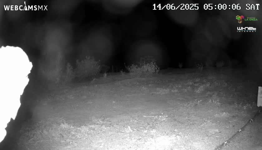 A nighttime, low-light image shows a sparsely vegetated, flat, open area with some low shrubs.