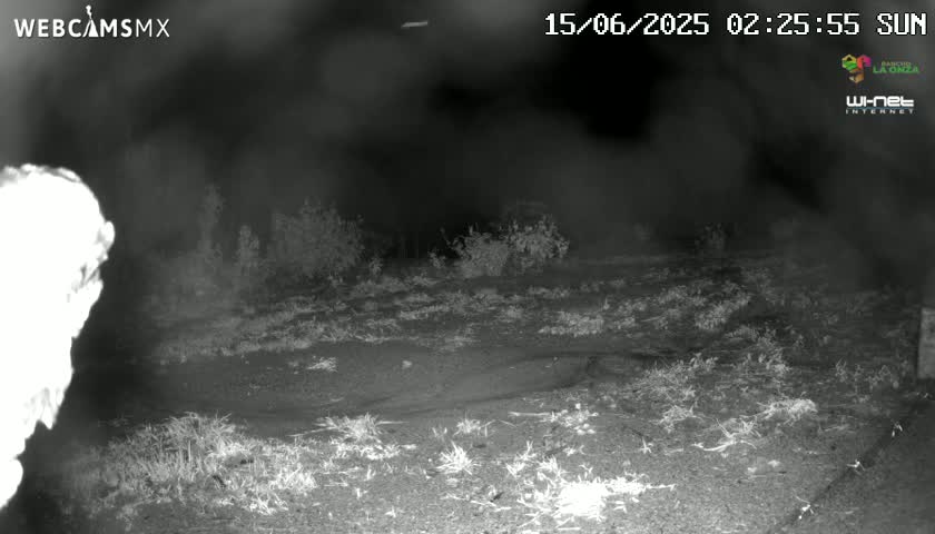 A nighttime infrared image shows a sparsely vegetated, dry ground with low bushes under a dark, clear sky.