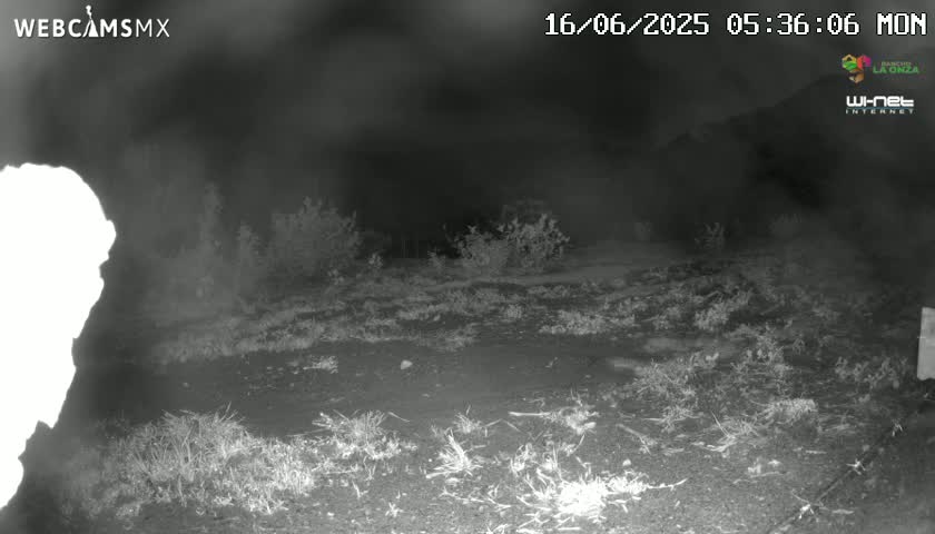 A nighttime, low-light image shows sparse, low vegetation on the ground, with some taller shrubs and bushes in the background under a dark, hazy sky.