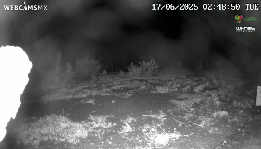 A nighttime, low-light image shows a mostly barren, grassy area with some low shrubs and a bright, overexposed object in the bottom left corner.
