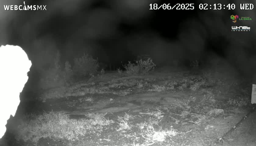 A nighttime, low-light image shows sparse, low-lying vegetation and a dirt ground.