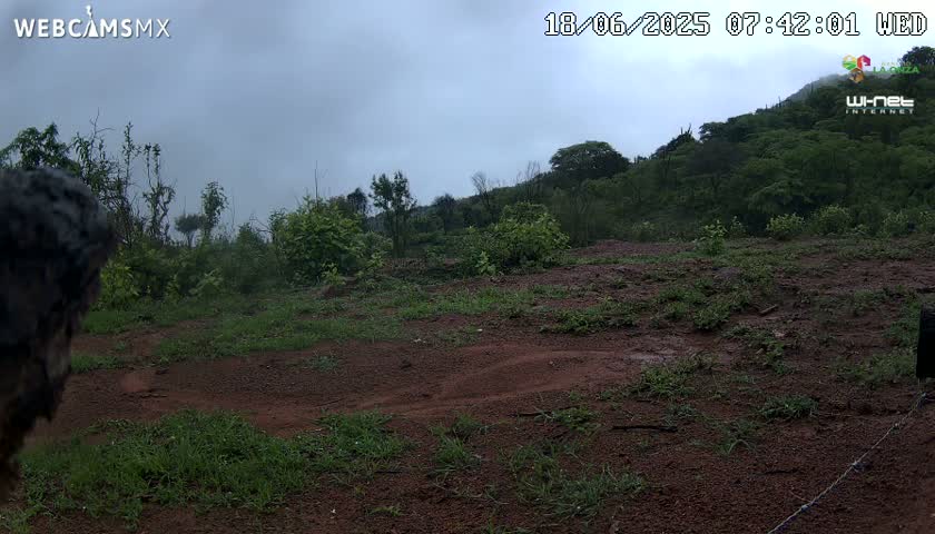 A muddy, sparsely vegetated area with a hill covered in lush green foliage in the background under an overcast sky.