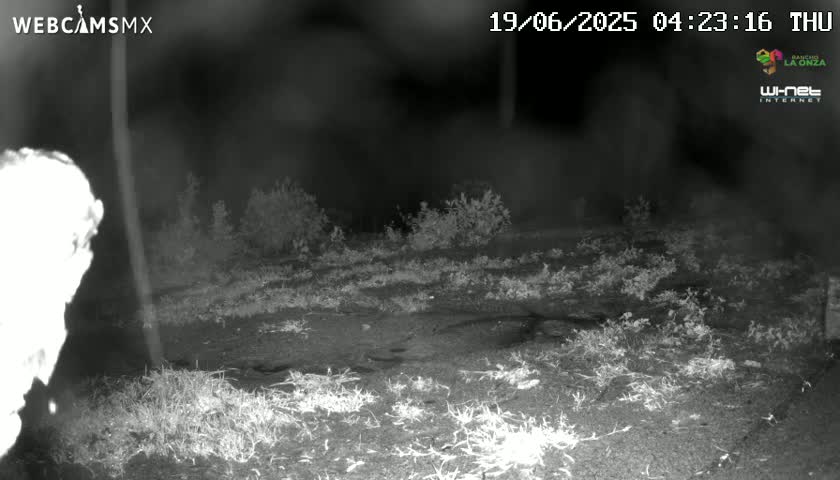 A nighttime, low-light image shows sparse vegetation on the ground and some shrubs in the background.