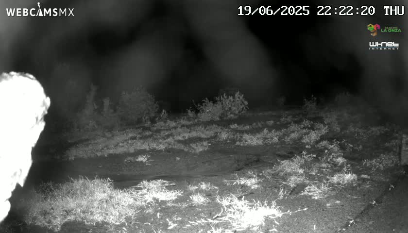A nighttime, low-light image shows a sparsely vegetated area with some small shrubs and patches of grass under a dark, possibly hazy sky.