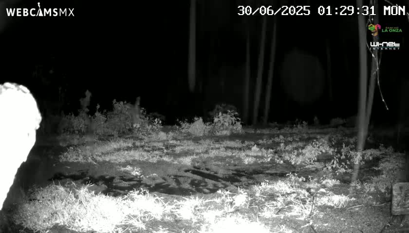 A nighttime, infrared image shows a mostly barren patch of ground, sparsely covered with low vegetation, bordered by taller shrubs and trees under a dark sky.