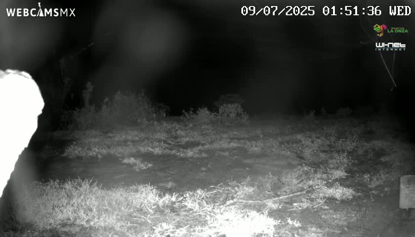 A nighttime, low-light image shows a mostly barren, grassy area with some shrubs and sparse vegetation.