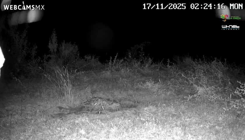 A nocturnal infrared image captures a large wild animal lying on the ground amidst tall grass and brush in an outdoor setting under clear night skies.