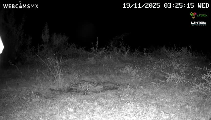 A black and white infrared nighttime image captures a dark, low-lying mammal resting on the ground amidst tall grass and brush under clear conditions.