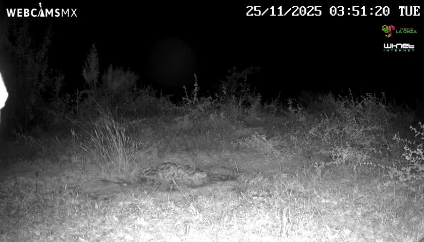 A spotted wild cat, likely a jaguar, lies resting on the ground amidst sparse vegetation under a clear night sky.