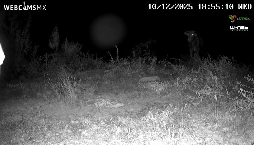 Rancho La Onza Bordo Natural Park Live Cam - San Luiz de la Paz, Guanajuato, Mexico