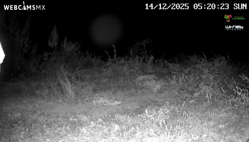 A spotted wild cat, likely a jaguar, lies resting on the ground amidst sparse vegetation under a clear night sky.