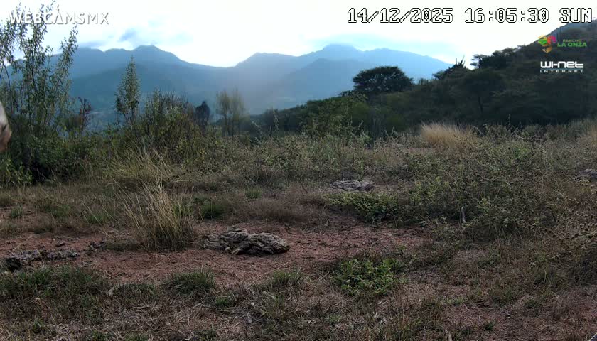 A spotted wild cat, likely a jaguar, lies resting on the ground amidst sparse vegetation under a clear night sky.