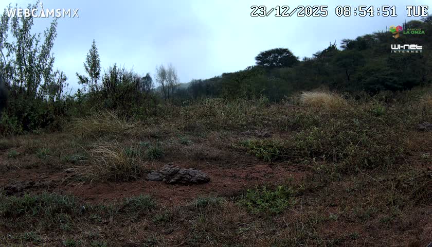 Rancho La Onza Bordo Natural Park Live Cam - San Luiz de la Paz, Guanajuato, Mexico