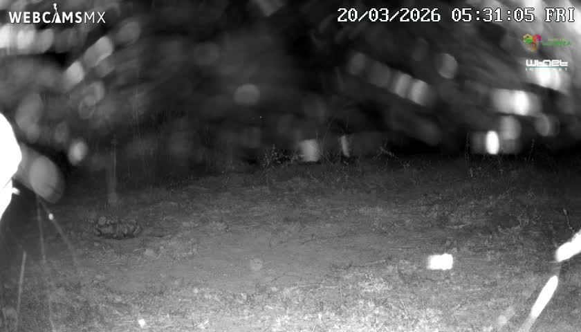 Rancho La Onza Bordo Natural Park Live Cam - San Luiz de la Paz, Guanajuato, Mexico