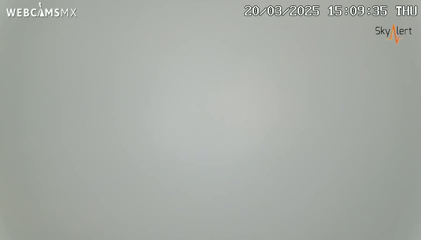 A uniformly light gray, hazy scene is visible.