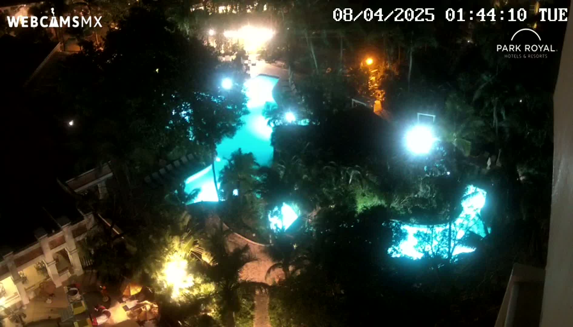 An illuminated swimming pool at night is surrounded by lush, dark green tropical vegetation.