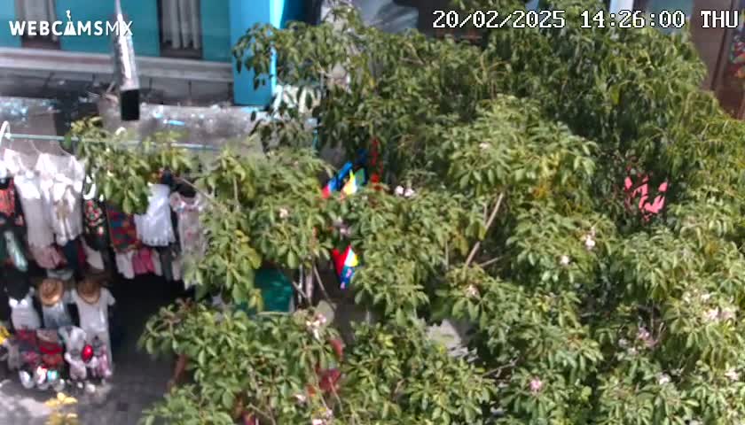 Clothes hang on a line in front of a building partially obscured by lush green foliage under a sunny sky.