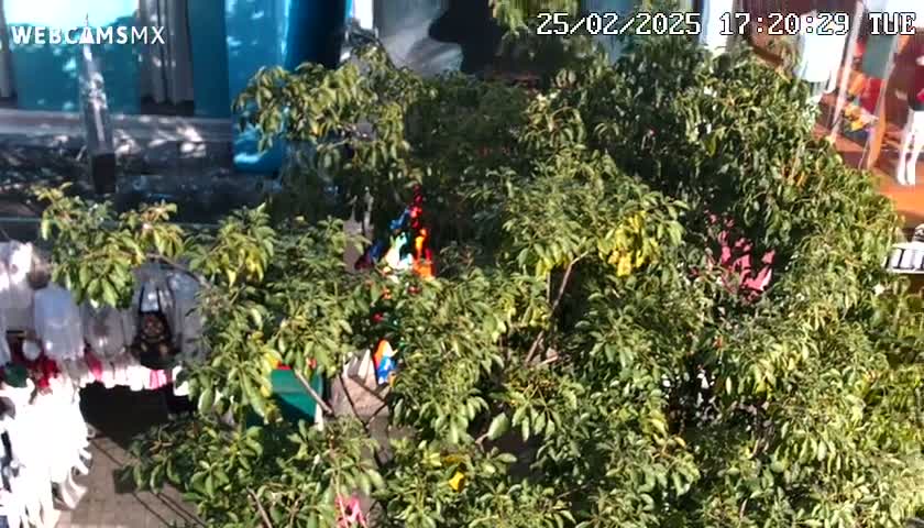 A dense, green bush partially obscures a view of a colorful display and white clothing items, all under a sunny sky.