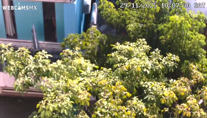 Playa del Carmen Avenue Quinta Avenida Live Cam - Solidaridad, Quintana Roo, Mexico