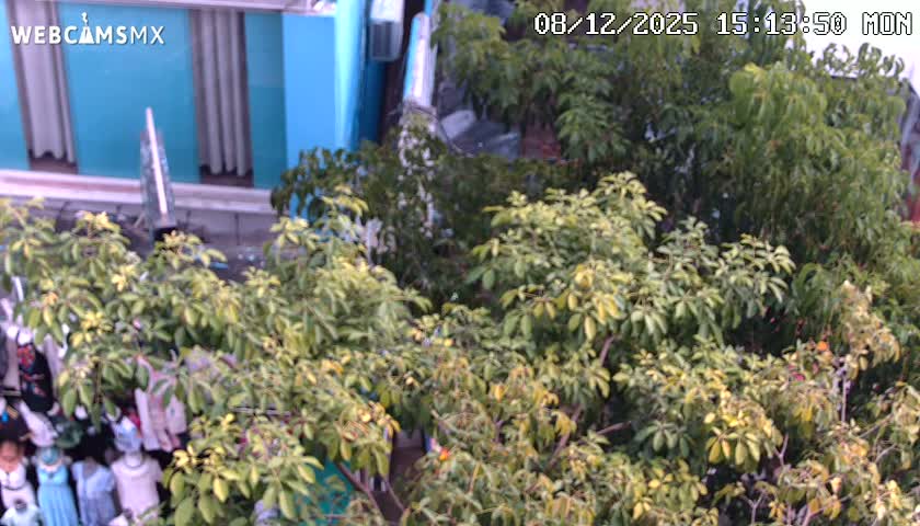 Playa del Carmen Avenue Quinta Avenida Live Cam - Solidaridad, Quintana Roo, Mexico