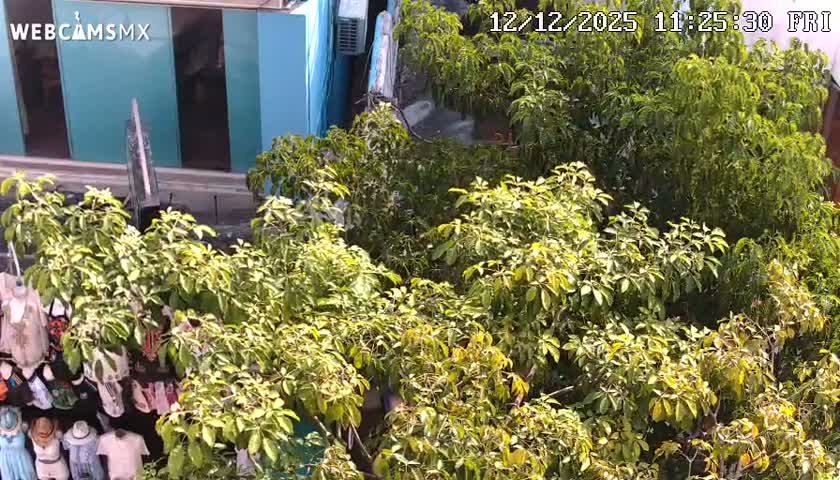 Playa del Carmen Avenue Quinta Avenida Live Cam - Solidaridad, Quintana Roo, Mexico