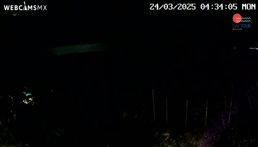 A nighttime view of dark trees and a faintly illuminated horizon under a clear, dark sky.