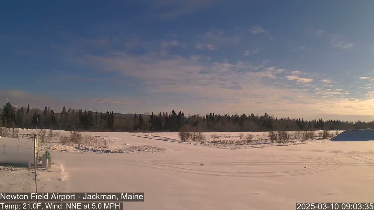 A snow-covered field with tire tracks, under a mostly clear, light blue sky, is bordered by a line of dark evergreen trees.
