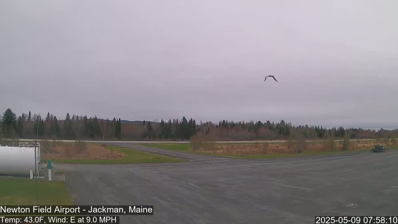 A bird flies over an airfield under an overcast sky, with a line of trees in the background.