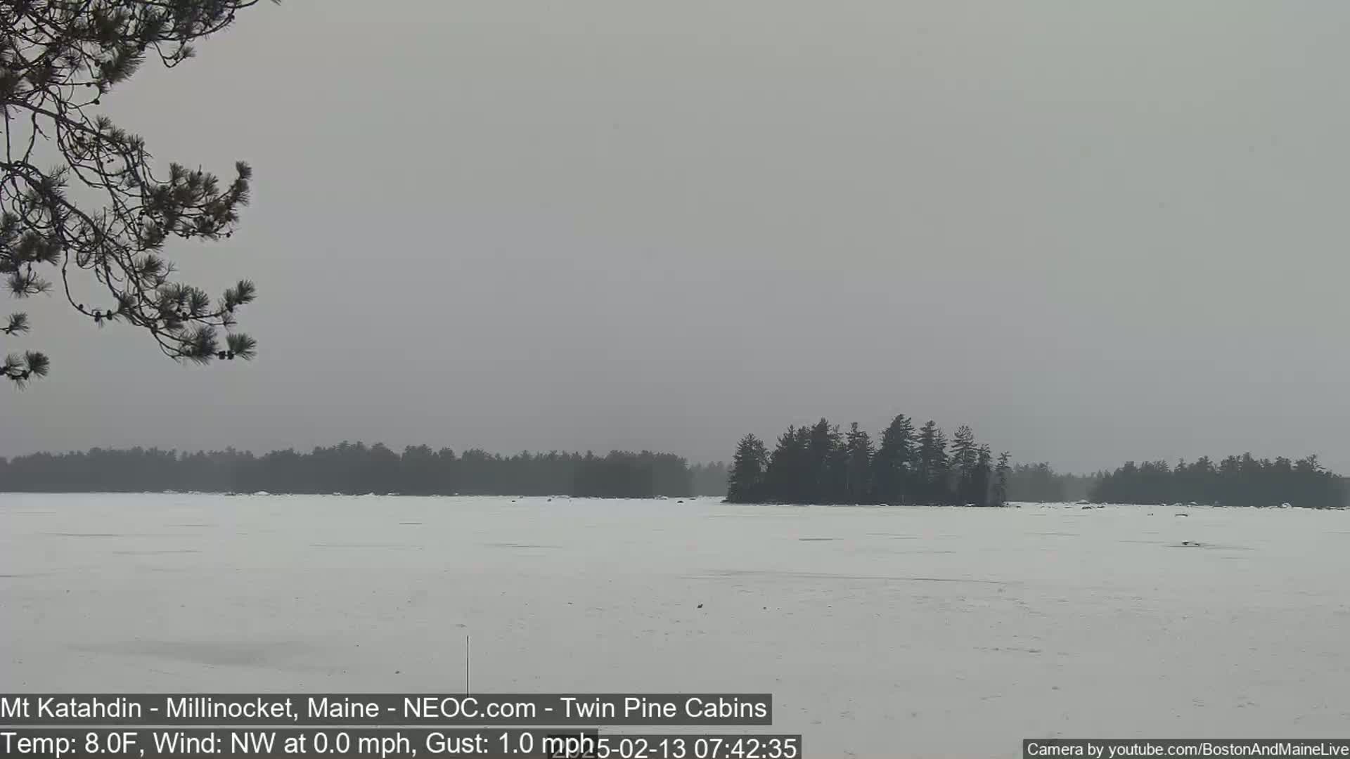A snow-covered frozen lake is seen under an overcast sky, with a dark evergreen tree line visible in the distance and a pine branch in the foreground.