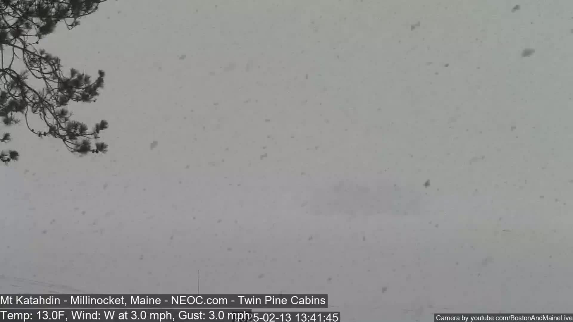 Snow falls heavily against a backdrop of a dark tree branch under a gray sky.