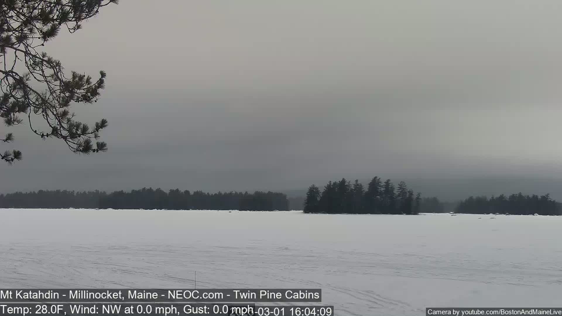 A snow-covered frozen lake is visible under an overcast sky, with a dark evergreen forest in the background and a pine branch in the foreground.
