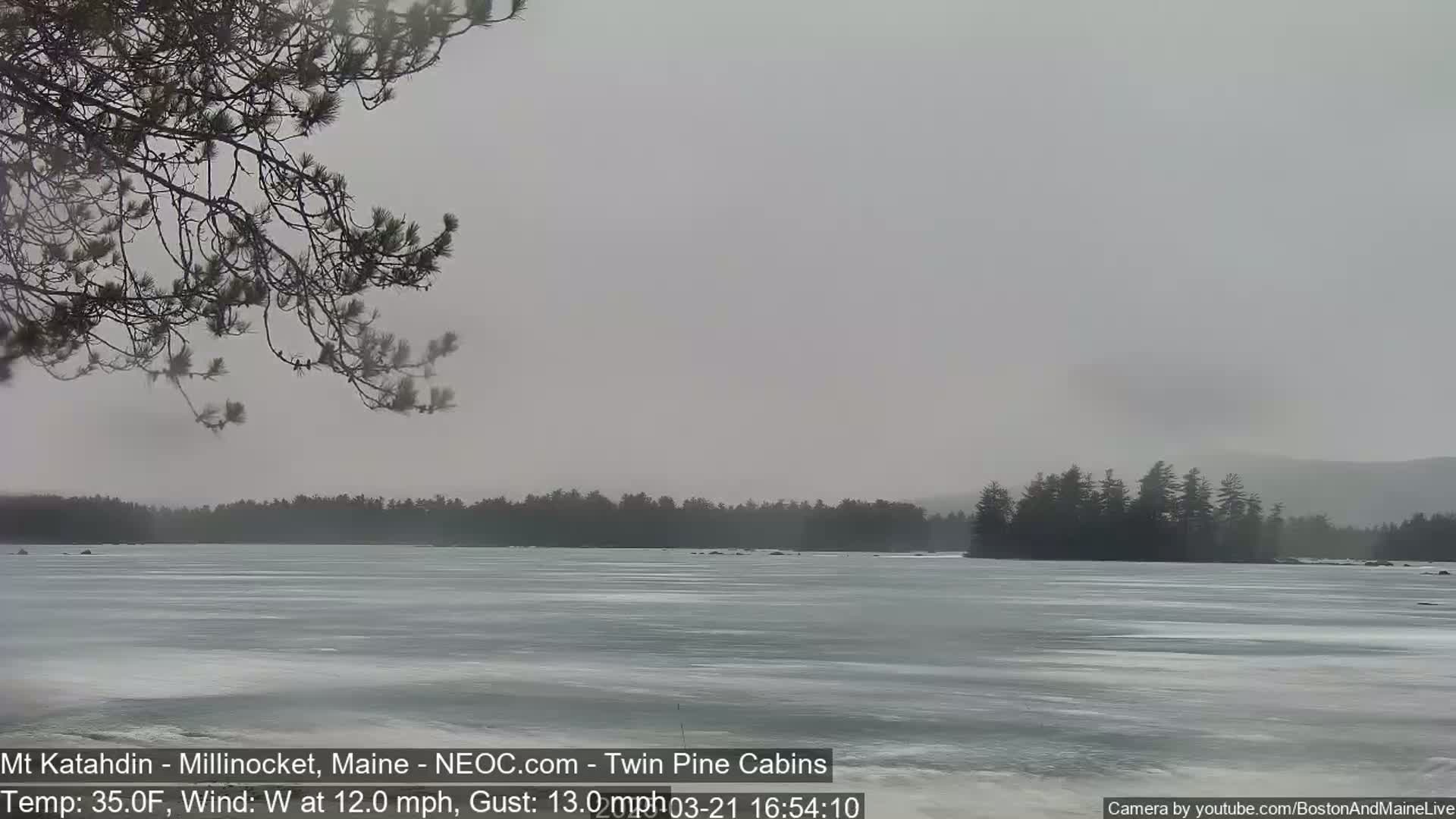 A mostly frozen lake is visible under an overcast sky, with a tree branch in the foreground and a distant shoreline of dark trees.