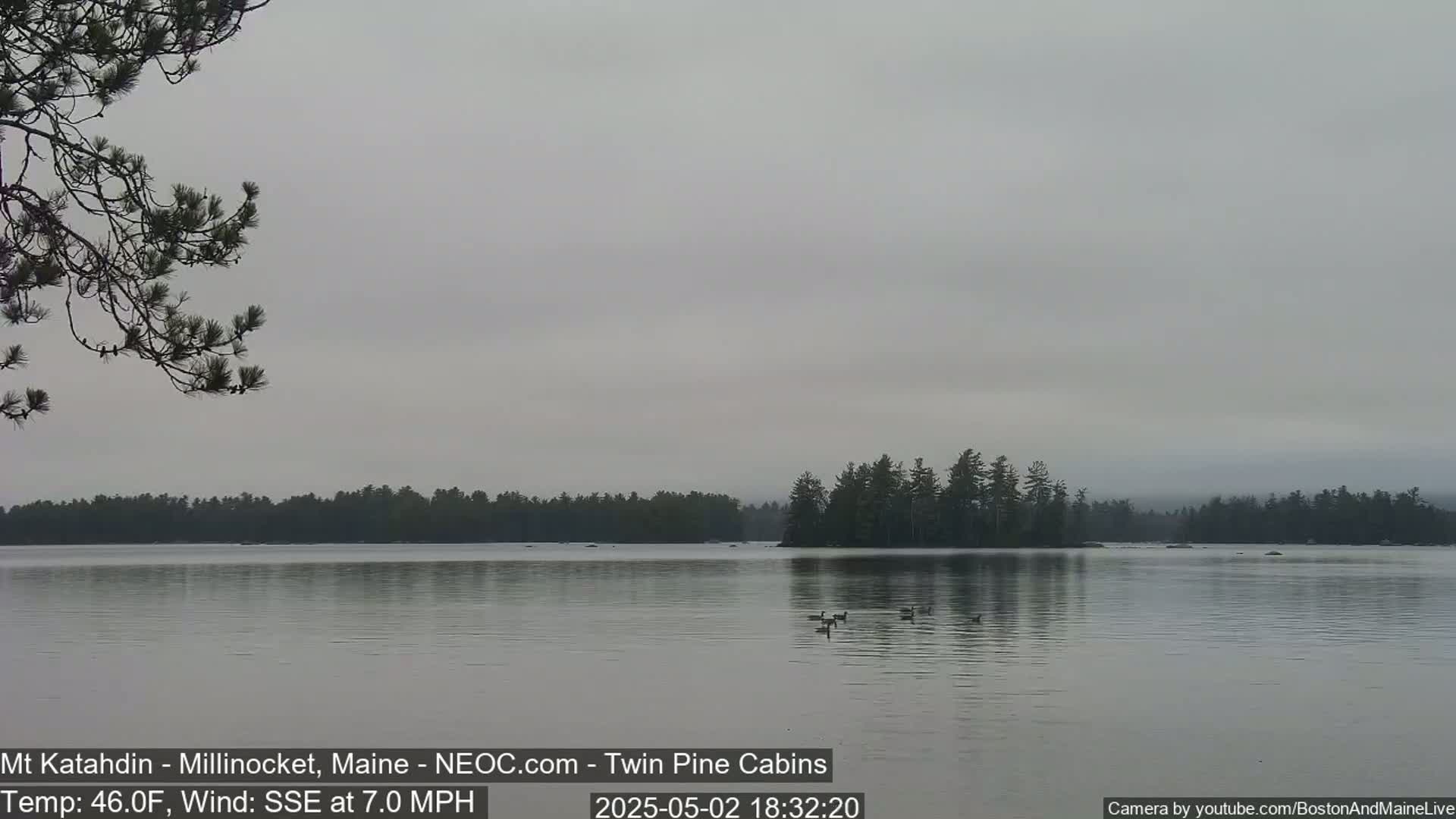 A calm lake under an overcast sky is seen with a small island in the middle, a few birds on the water, and pine trees on the left.