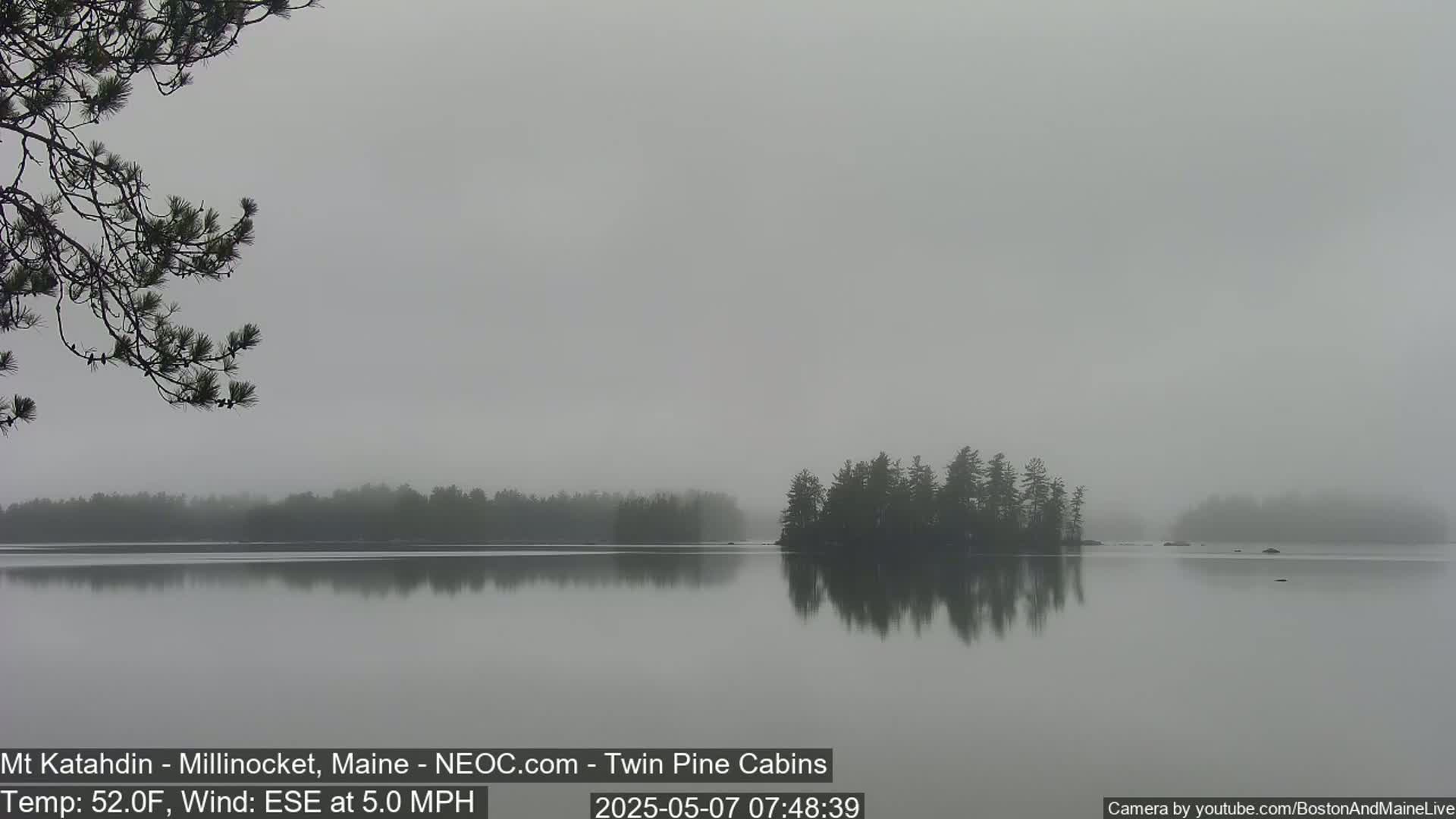 A calm lake shrouded in fog reflects a small, tree-covered island, with a pine branch partially visible in the foreground.