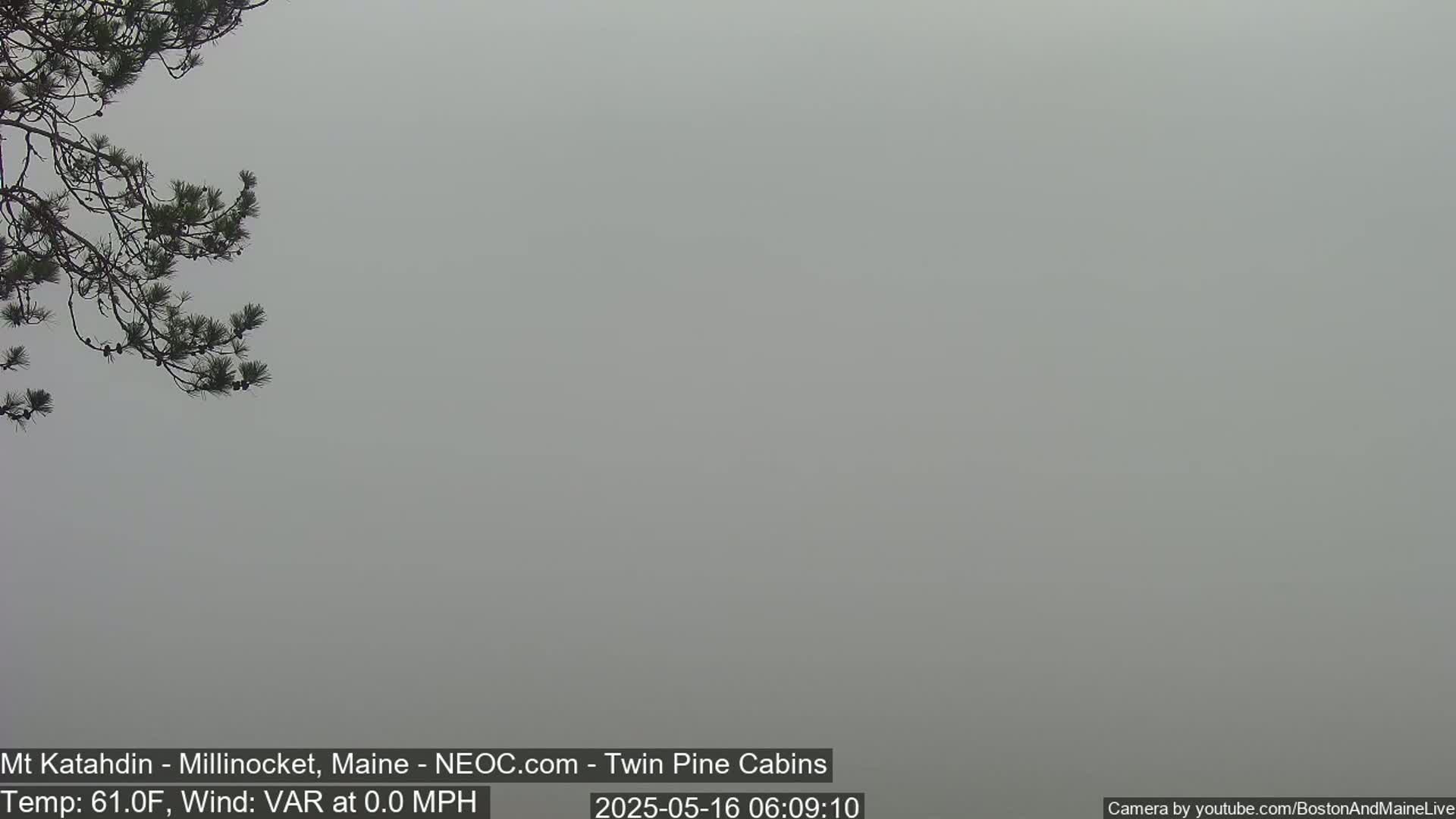 A foggy landscape is visible, with a pine branch in the bottom left corner.