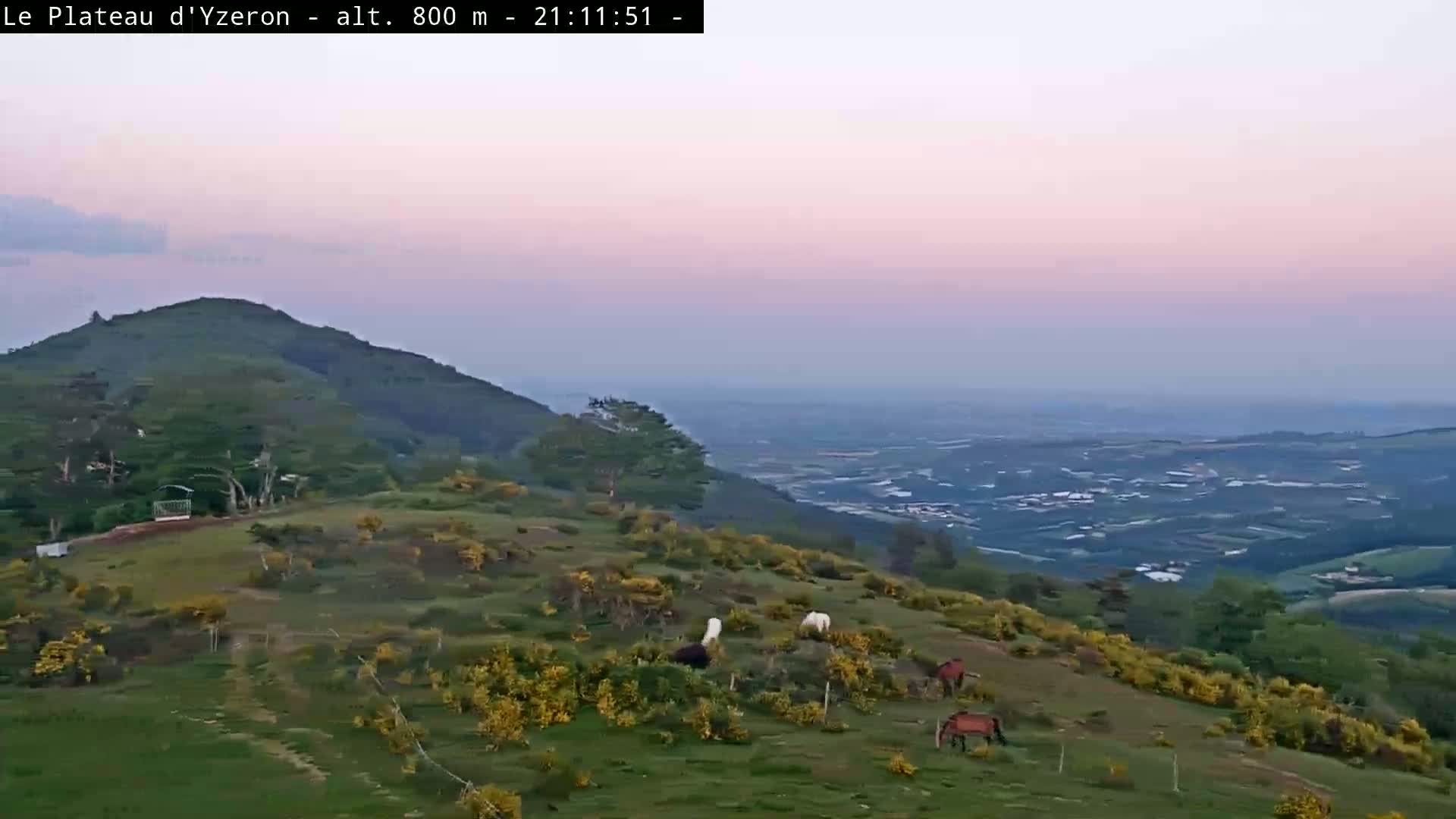 Several horses graze on a grassy hillside overlooking a vast, hazy valley at dusk under a pale pink sky.