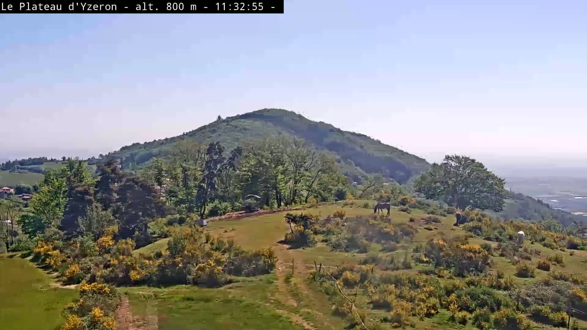 A grassy hilltop with several horses, dotted with green trees and yellow flowering bushes, overlooks a distant valley under a clear blue sky.