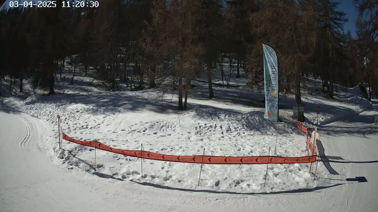 A snow-covered area with a ski trail, bordered by a low orange barrier, is situated within a sunlit pine forest.