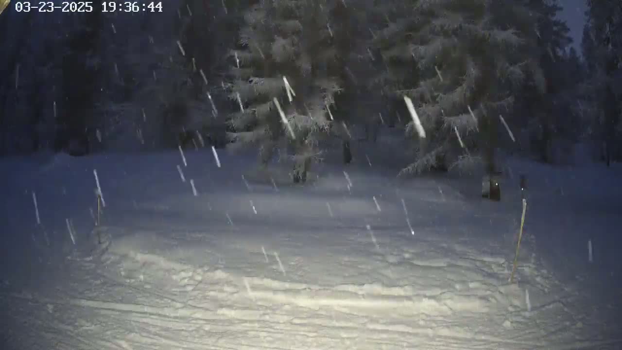 Snow falls at night over a snow-covered ground with dark evergreen trees in the background.