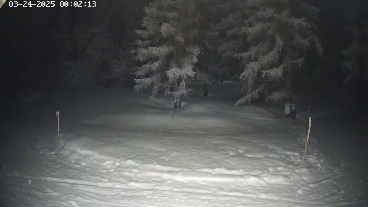 A snow-covered ground at night, with snow-laden evergreens in the background.