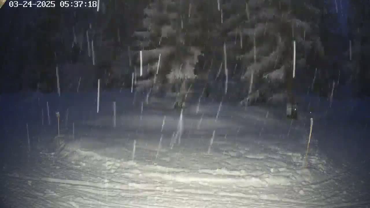 Snow falls heavily at night on a snow-covered ground with a snow-laden evergreen tree in the background.
