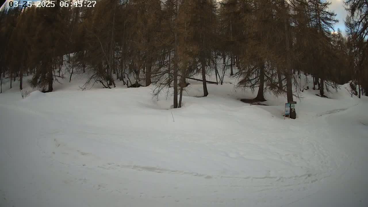 A snow-covered area with a stand of dark-brown pine trees in the background under a partly cloudy sky.