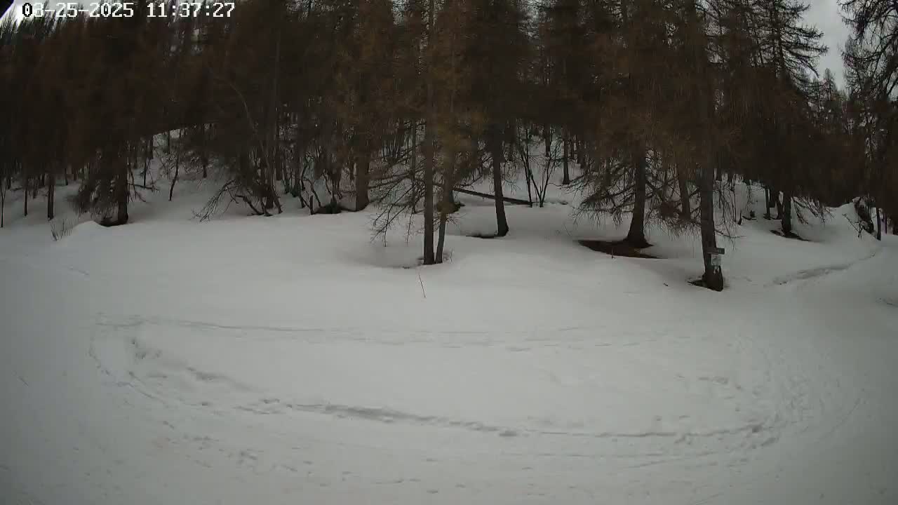 A snow-covered area with dark evergreen trees in the background under an overcast sky.