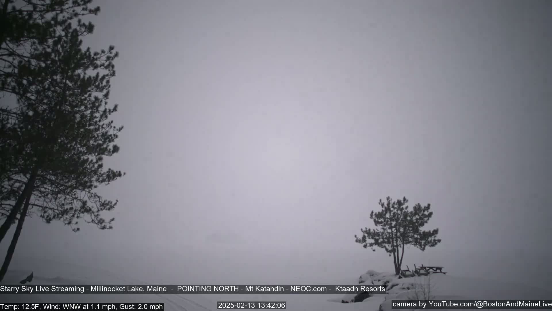 A snowy, overcast scene shows two evergreen trees on a snow-covered landscape.