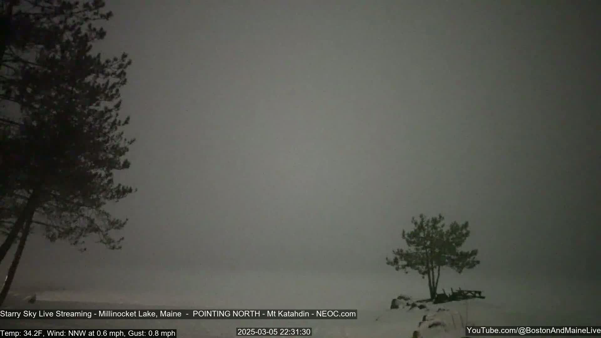 A snowy, overcast nighttime scene shows two dark evergreen trees silhouetted against a pale gray sky.