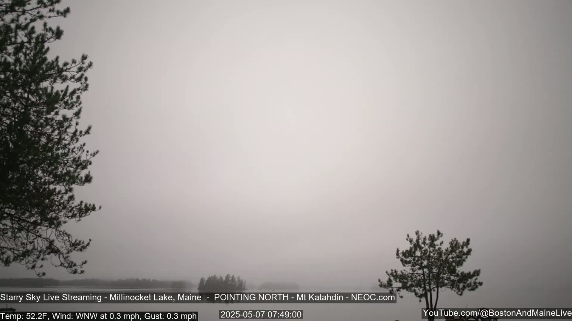 A hazy, gray landscape shows a body of water with two dark evergreen trees silhouetted against the pale sky.