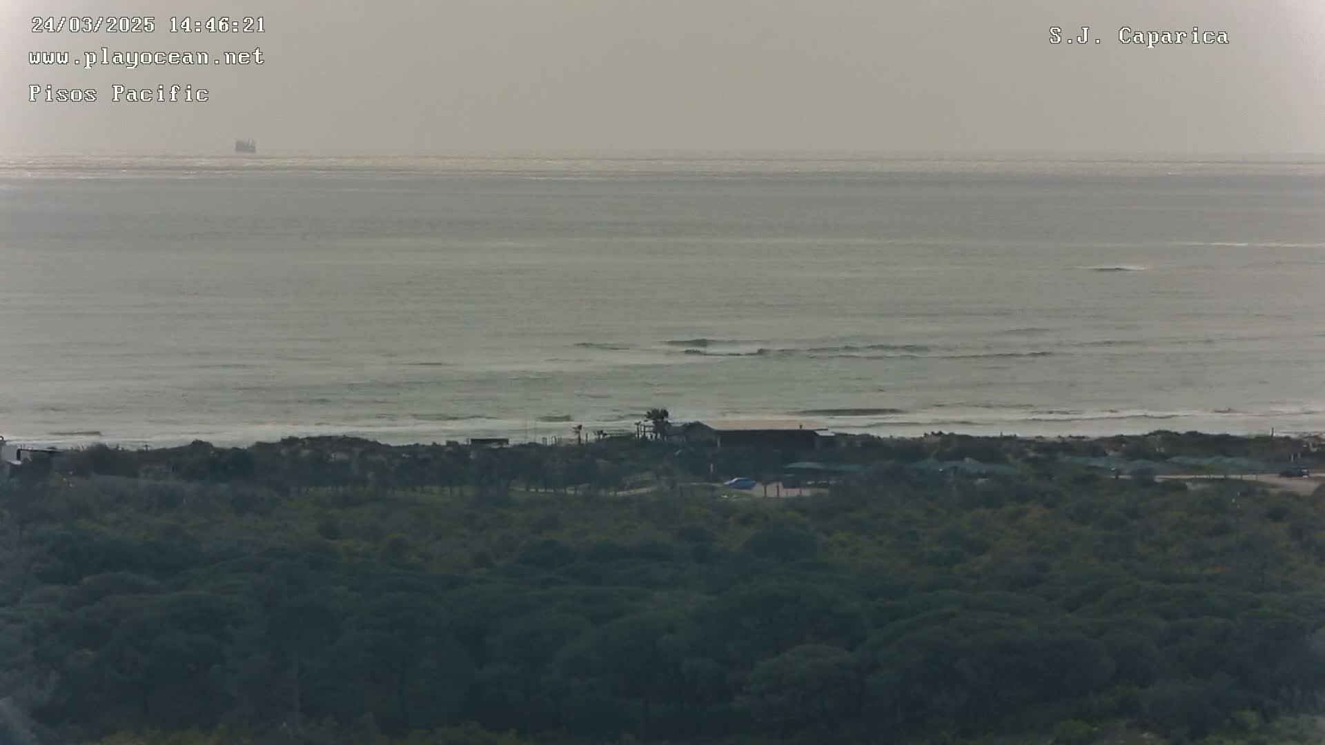 A hazy, overcast day reveals a calm ocean with small waves lapping a sandy shore, beyond which lies a dense, dark green forest.